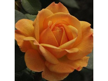 Rosa (����) Good as Gold C5 - 12,95