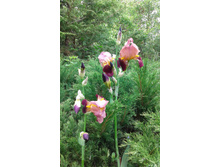 Brasier ���� 1934 �������