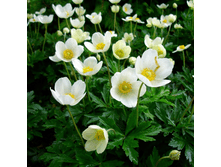 ������� 30 �