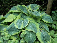 ����� ������� �������.200