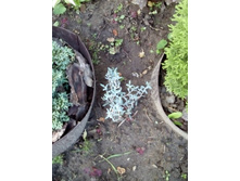 IMG 20160610 184552.jpg