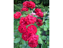 ���� ������