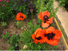 ��� ���������.jpg