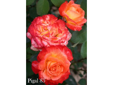 Pigal 85 (����������).jpg