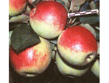 ������ ��������� ������� 1-����� ������ 1,2-1,5� ������ 7-10� (������� 6��) 455���..jpg