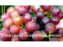 �������� ������ ������� ����������� 160���..jpg