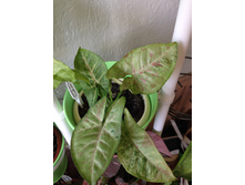 ��������� Conffetti