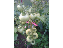 IMG 20160703 185219.jpg