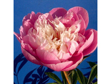 ���� Bowl of Beauty ���� ���� �� ����� (Hoogendoorn, 1949, ���) ������ 50�� 3.12 ����