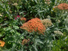 ������������� ��������