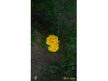 P 20160703 195104 1 p.jpg