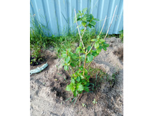 ��������� �����������