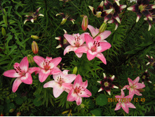 �������� 009.jpg