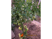 ��������� �� �����