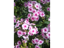 ����� No 7