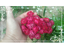 P 20160721 130220 1 p 1.jpg