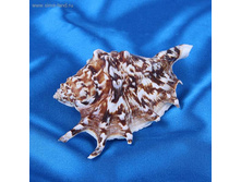 ������� �������� ������������ ������ ������ ������� 100 ���.