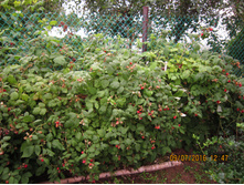 ������ �����