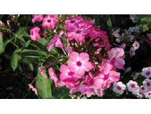 IMG 20160724 090652.jpg