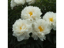 ���� Gardenia ���� �������� (Lins, 1955, ���) ������ 50�� 5.72 ����