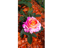 Marc Chagall (3).JPG