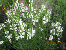 ���������� ���������� ����� "�����"("Alba")-70 ���