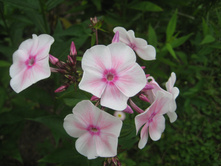 ������� ���.JPG