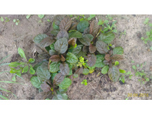 P 20160630 192259 1 p.jpg