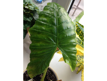 Alocasia macrorhiza 'Seven Colors'