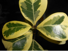 Ficus Triangularis Yellow variegated.