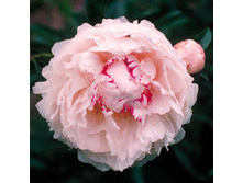 ���� Chinook ���� ����� (Marx-Rogers, 1981, ���) ������ 10�� 17.29����