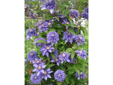 Clematis Multi Blue - 3,37 ������ �� ������������