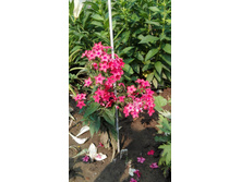 IMG 20160724 090522.jpg