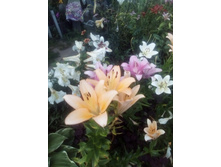 IMG 20160717 171716[1].jpg