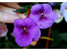 Jennifer Goody (2).jpg