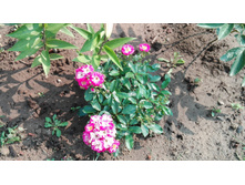 IMG 20160724 091536.jpg