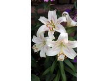 IMG 20160724 091503.jpg