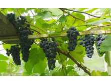 �������� ���� ������� 160���..jpg