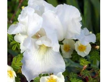 Iris Immortality1.jpg