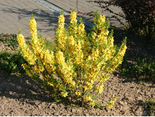 �������� Forsythia Goldrausch - 1,62