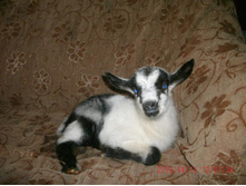 ��������� 1 ����