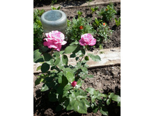 ���������  ������ ���