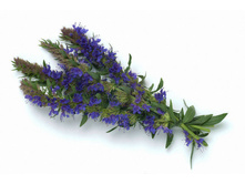 �������� ������.jpg