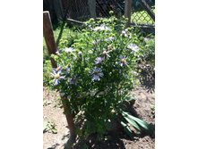 IMG 20160712 093632.jpg