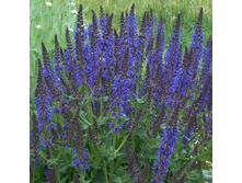 ������ ��������� Mainacht 50���