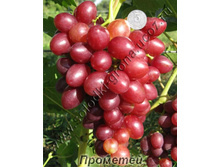 �������� �������� 160���..jpg