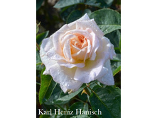 Karl Heniz Hanisch.jpg