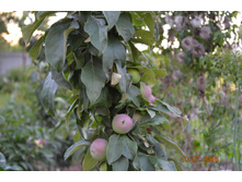 �����. ������