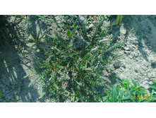 P 20160728 133136 1 p.jpg