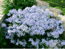 �. ������������� “White Perfume”(Ph. divaricata “White Perfume”)